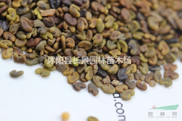 紫云英種子批發(fā)多少錢一斤？