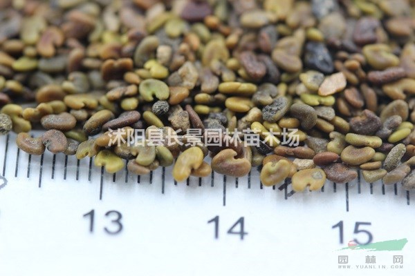 紫云英種子批發(fā)多少錢一斤？