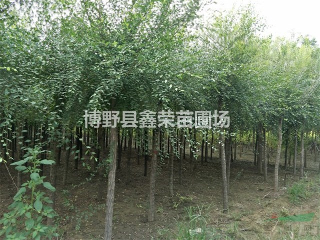 4公分白榆5公分白榆多少錢一棵-精品苗木