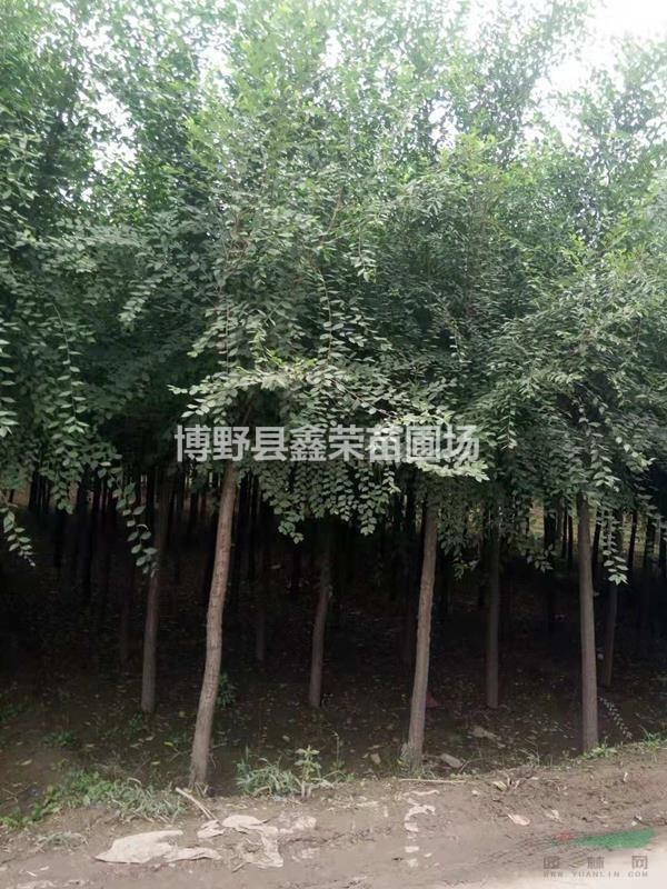 5公分白榆6公分白榆哪里有-誠(chéng)信商家