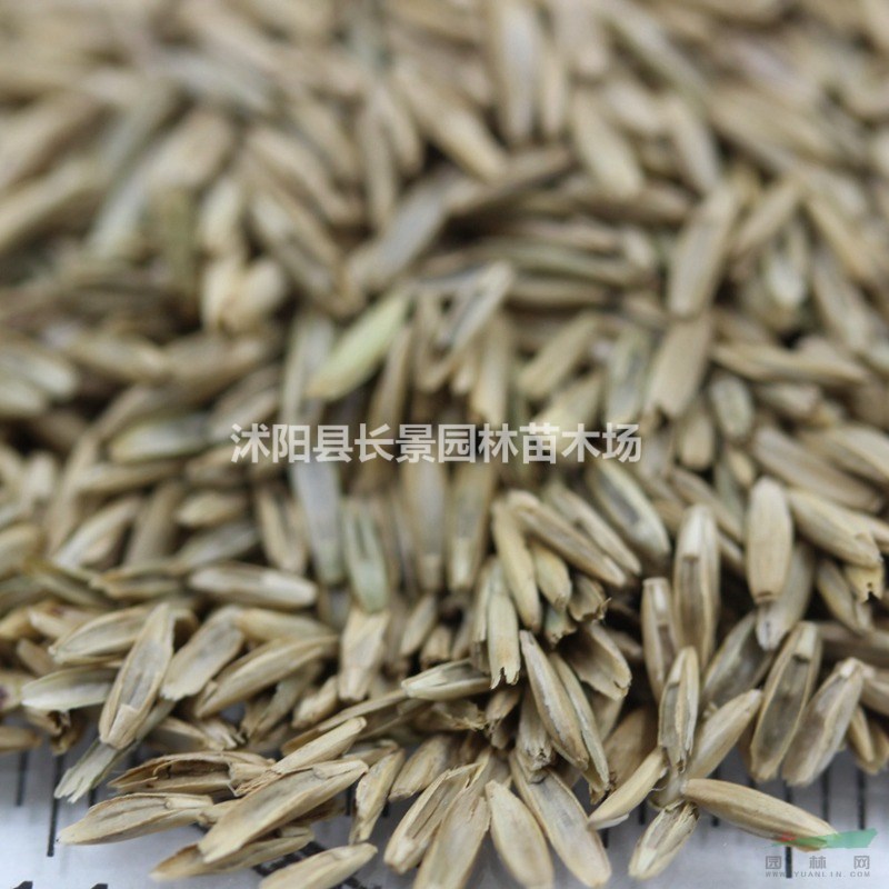 一年生黑麥草種子什么價(jià)格？