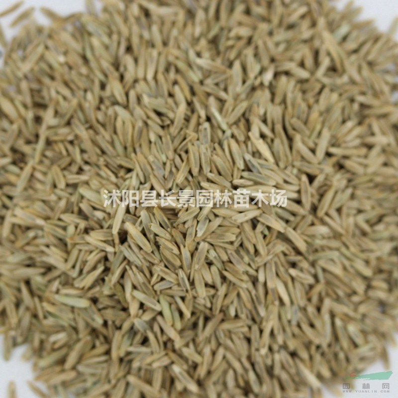 一年生黑麥草種子什么價(jià)格？