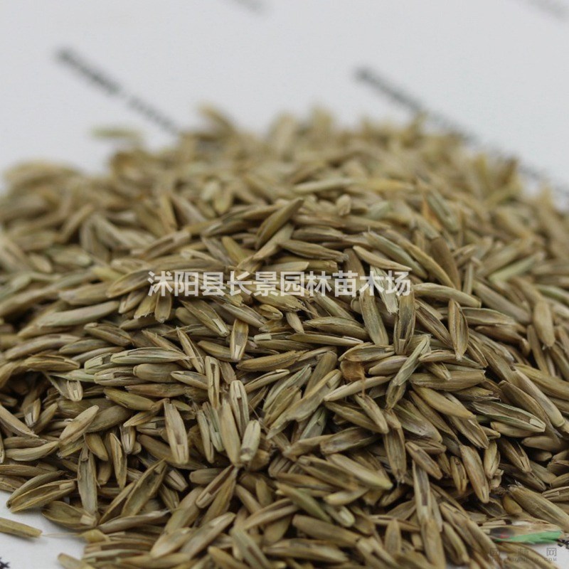 一年生黑麥草的種子哪里能買到？