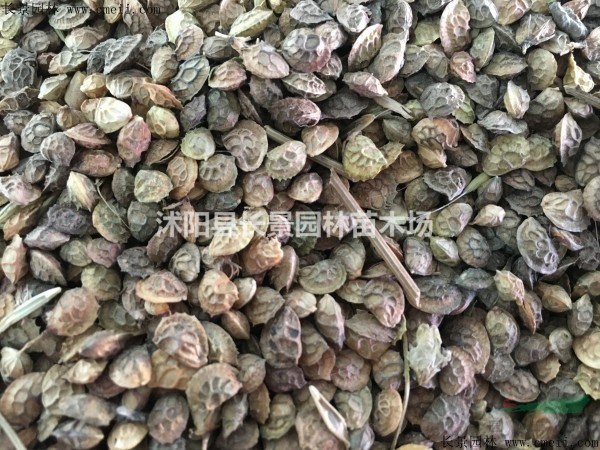 紅豆草種子價(jià)格？多少錢一斤？