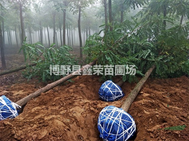 5公分金葉榆6公分金葉榆哪里便宜-苗圃場