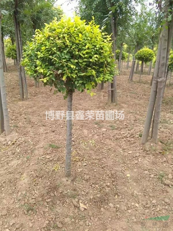 15公分金葉榆16公分金葉榆哪里有-誠(chéng)信商家