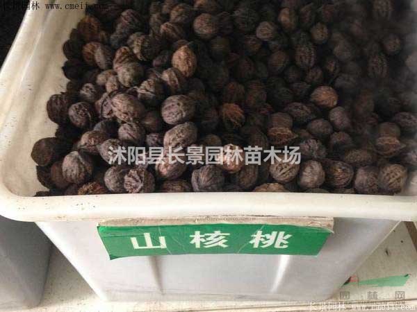 山核桃種子什么價格？