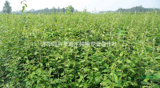 沭陽(yáng)園林大量批發(fā)木瓜樹(shù) 苗量大優(yōu)