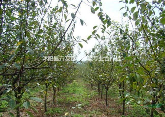 沭陽(yáng)園林大量批發(fā)木瓜樹(shù) 苗量大優(yōu)