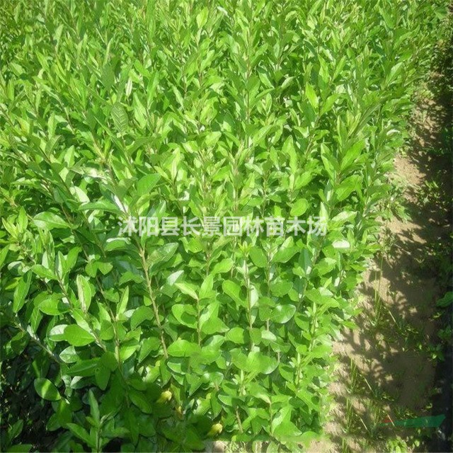 水臘種子多少錢一斤？