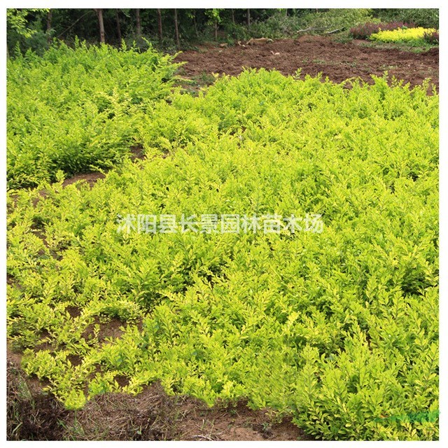 水臘種子多少錢一斤？