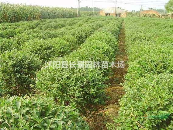水臘種子市場多少錢一斤？