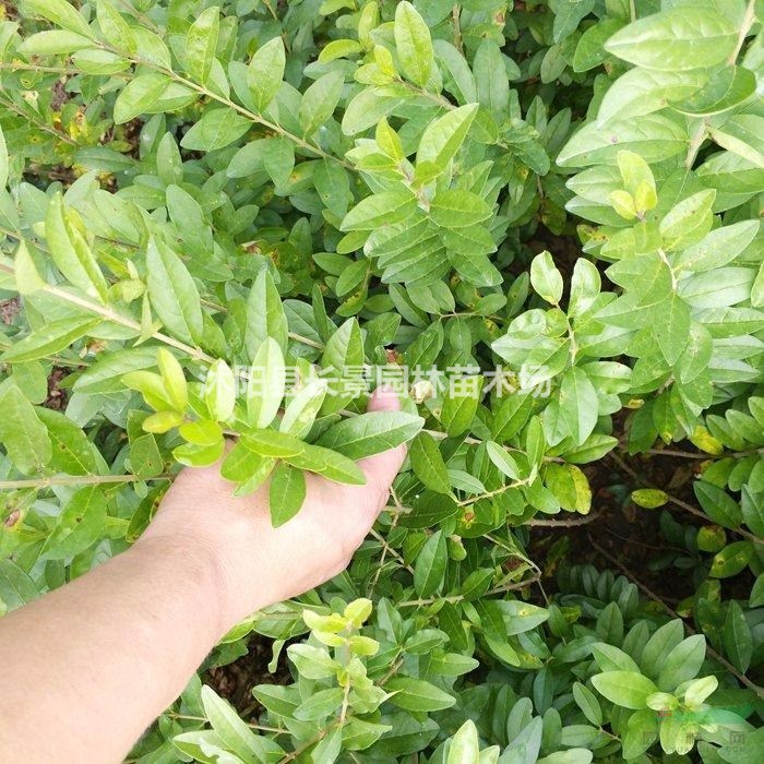 水臘種子市場多少錢一斤？