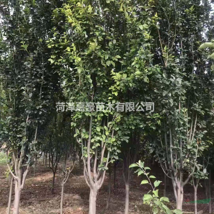 海棠基地9公分/10公分西府海棠價(jià)格