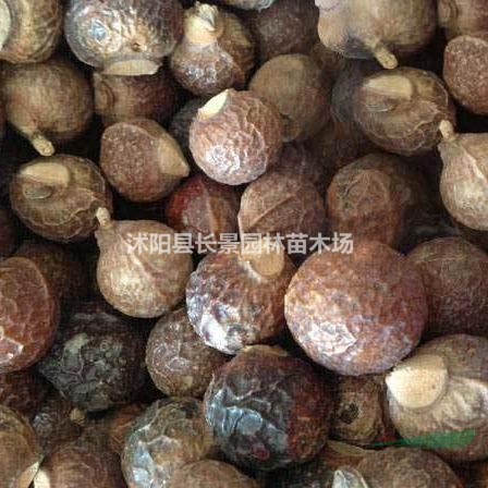無(wú)患子種子價(jià)格，無(wú)患子種子哪里有賣？
