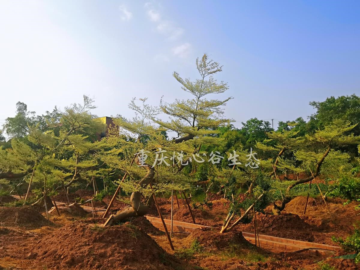 重慶悅心谷生態(tài)大量供應(yīng)造型彩葉欖仁