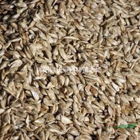 雪松種子多少錢(qián)一斤，雪松種子批發(fā)價(jià)格
