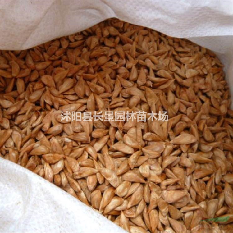 雪松種子多少錢(qián)一斤，雪松種子批發(fā)價(jià)格