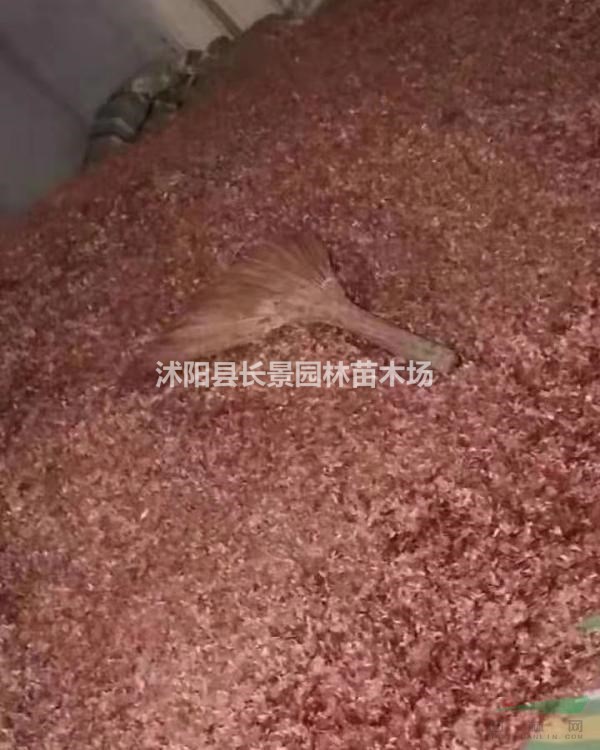 香椿種子