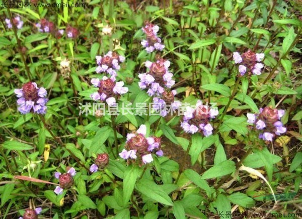 夏枯球子種子多少錢(qián)一斤,夏枯球子種子批發(fā)價(jià)格