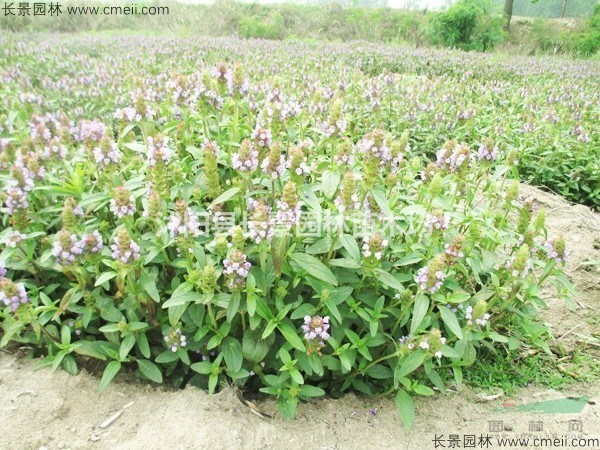 夏枯球子種子多少錢(qián)一斤,夏枯球子種子批發(fā)價(jià)格