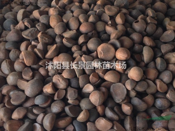 油茶種子批發(fā)價(jià)格？多少錢一斤？