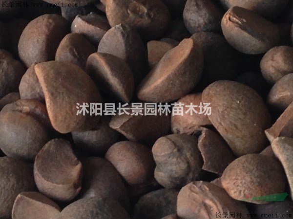 油茶種子批發(fā)價(jià)格？多少錢一斤？