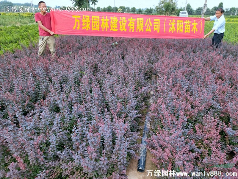 「紫叶小檗」苗圃紫叶小檗_价格_图片