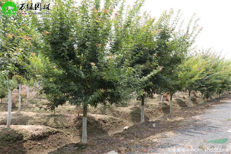 「鸡爪槭」苗圃鸡爪槭_价格_图片