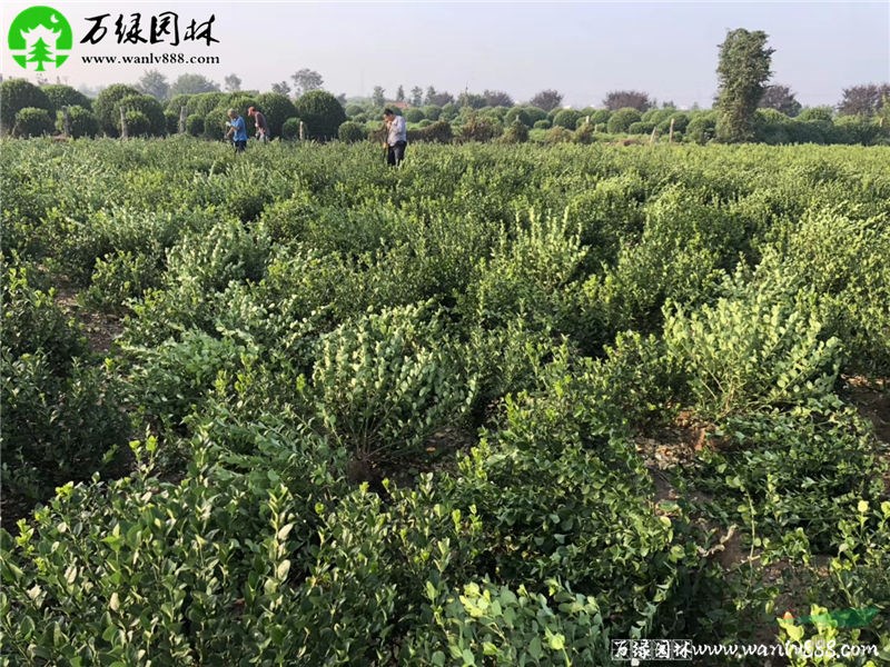 [卫矛毛球]苗圃卫矛毛球_价格_图片