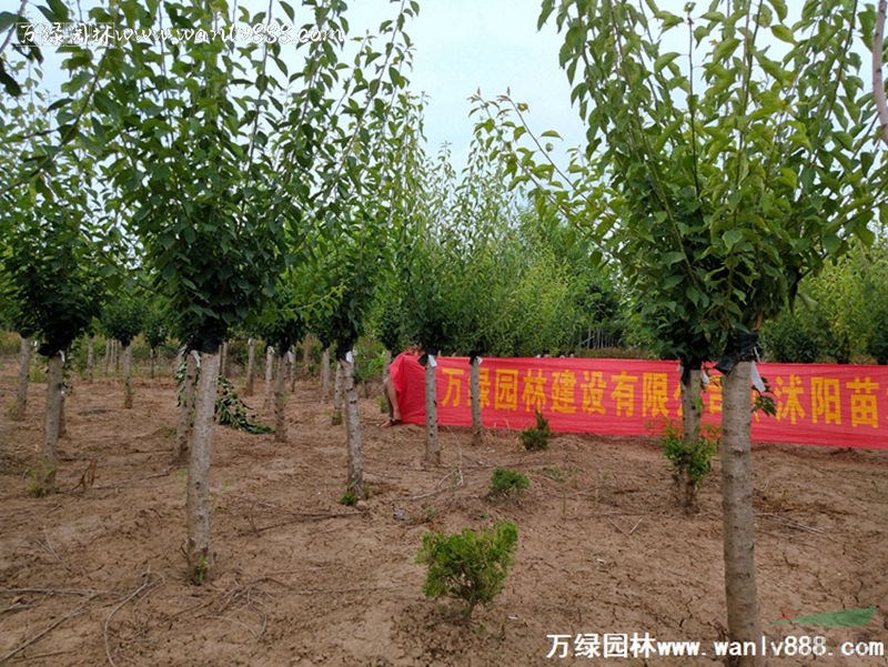 「红梅」苗圃红梅_价格_图片