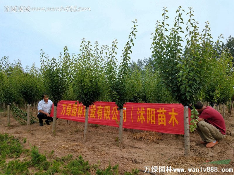 「红梅」苗圃红梅_价格_图片