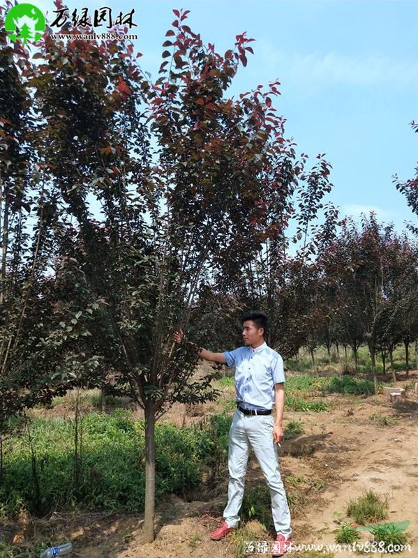 「紫叶李」苗圃紫叶李_价格_图片