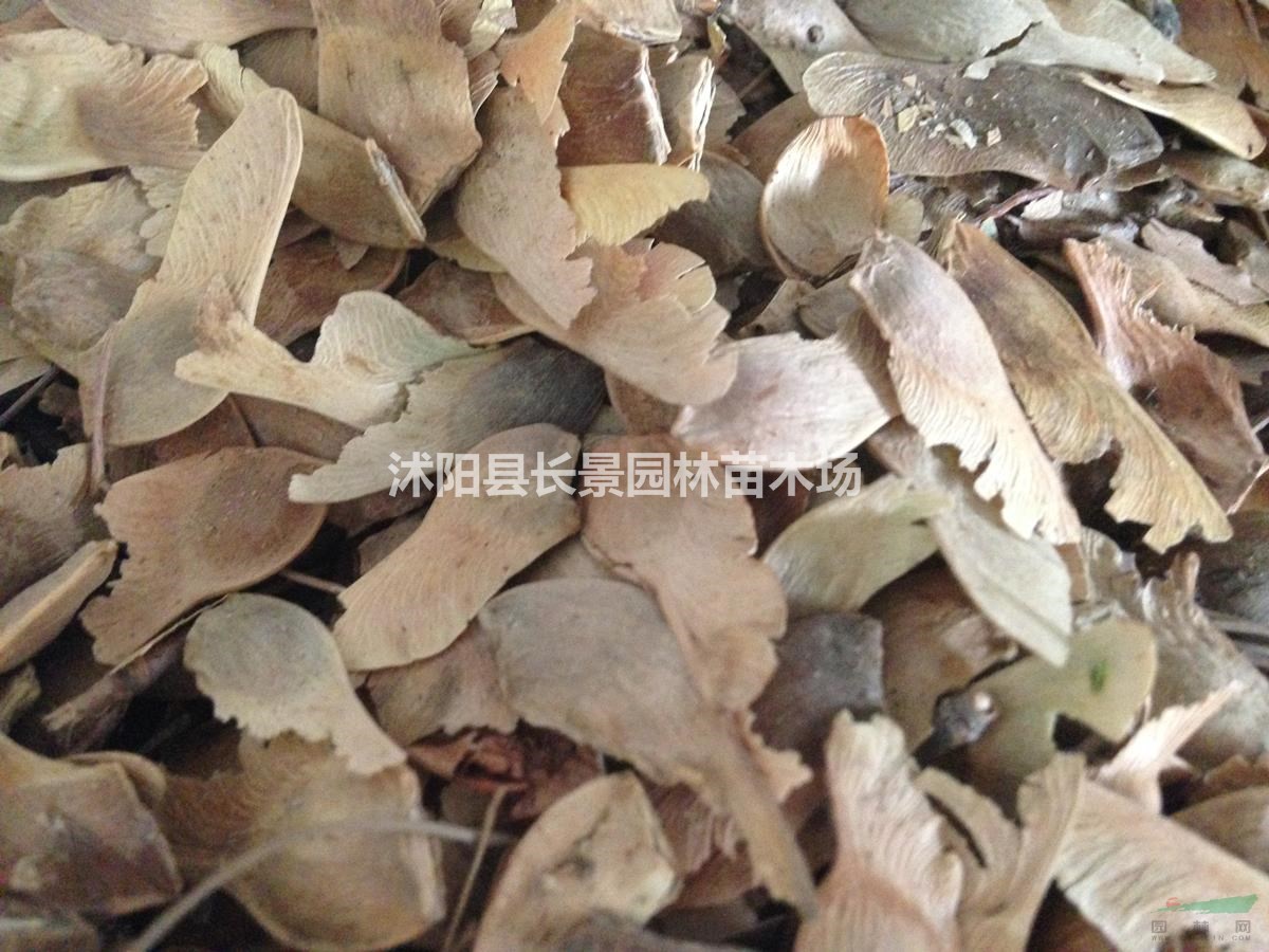 五角楓種子多少錢一斤？