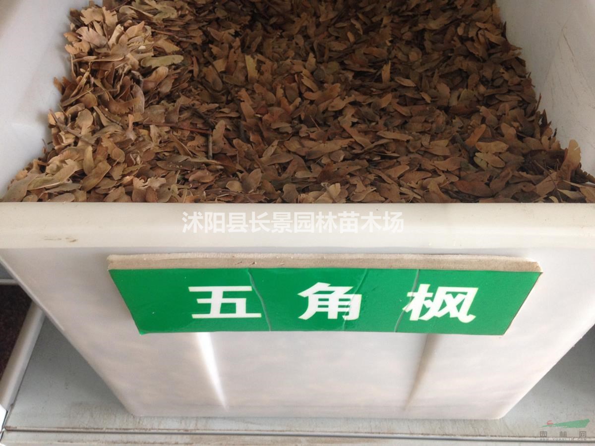 五角楓種子多少錢一斤？