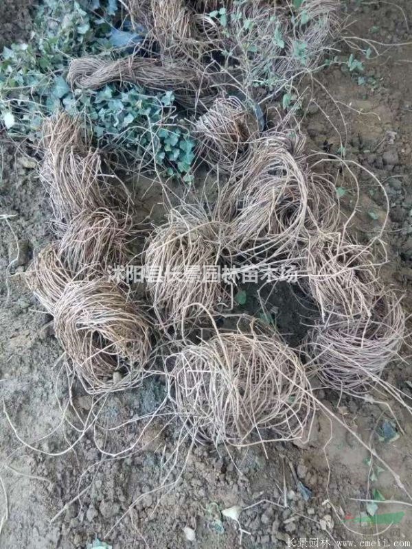 爬山虎種子哪里有賣？