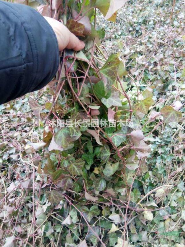 爬山虎種子哪里有賣？