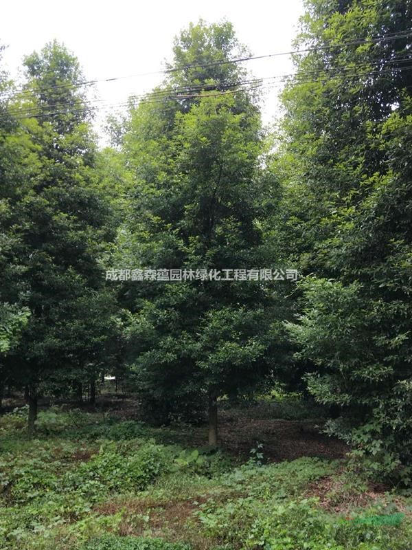 金絲楠木小苗基地 金絲楠木工程苗 楠木杯苗基地