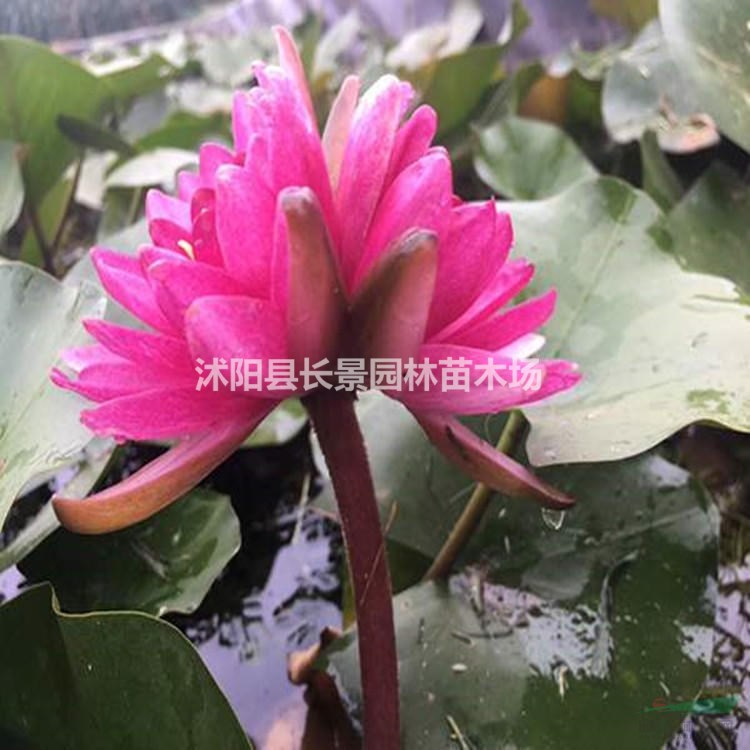 睡蓮種子