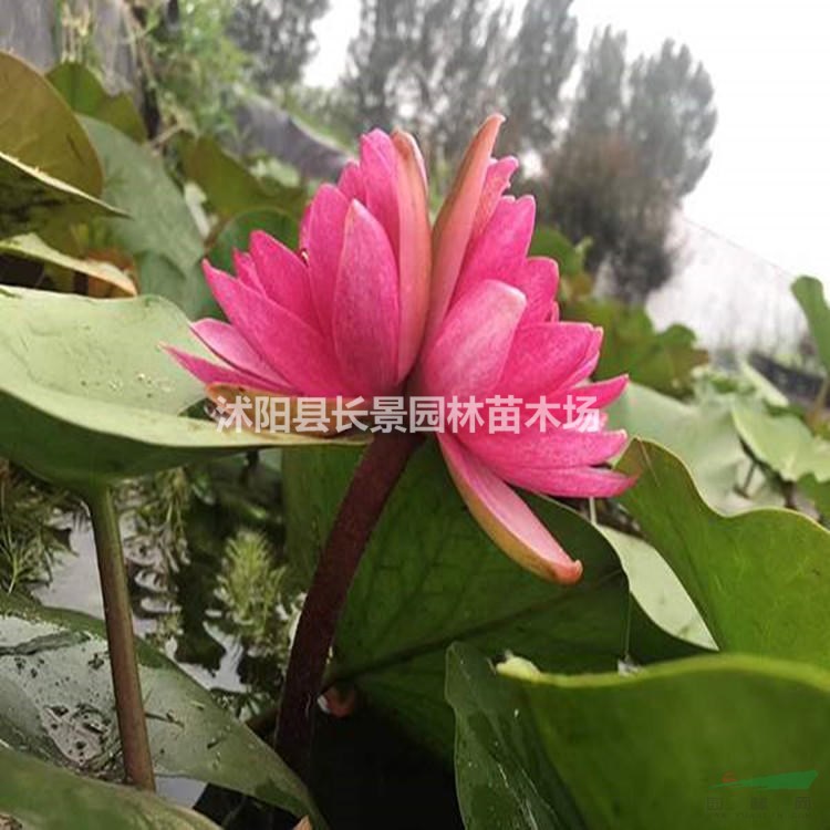 睡蓮種子哪里有賣？