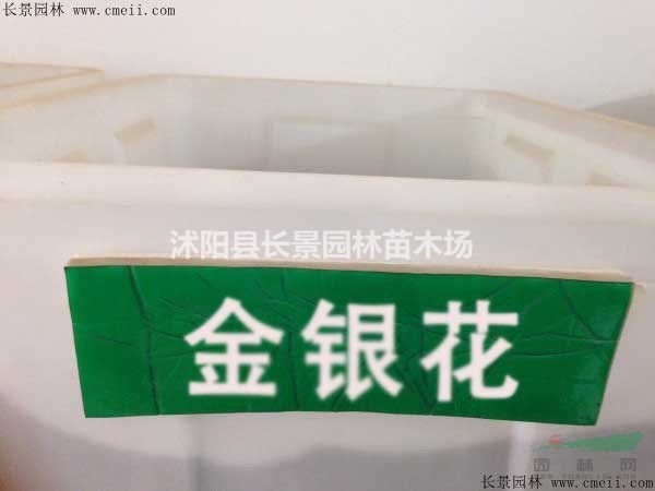 金銀花種子批發(fā)多少錢一斤？