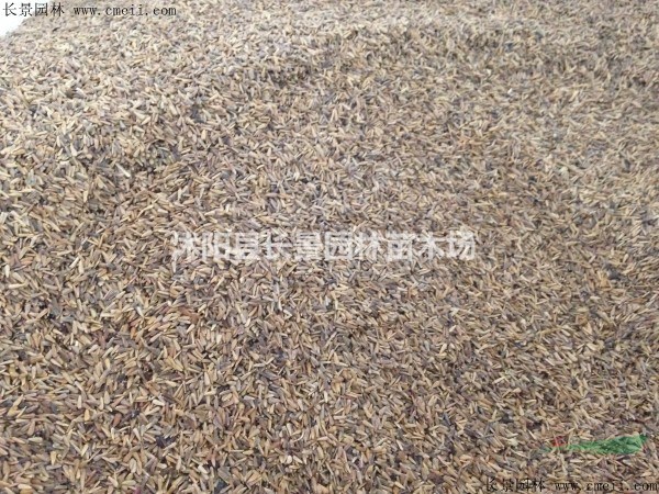 金銀花種子批發(fā)多少錢一斤？