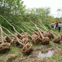 山烏桕 山烏桕地 山烏桕圖片