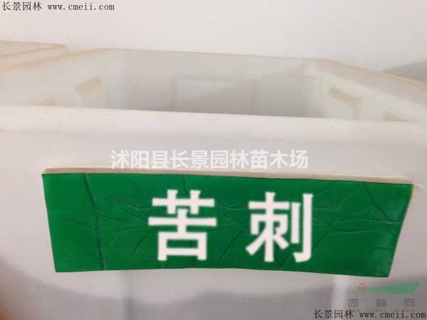 苦刺種子哪里有賣的？什么價格？
