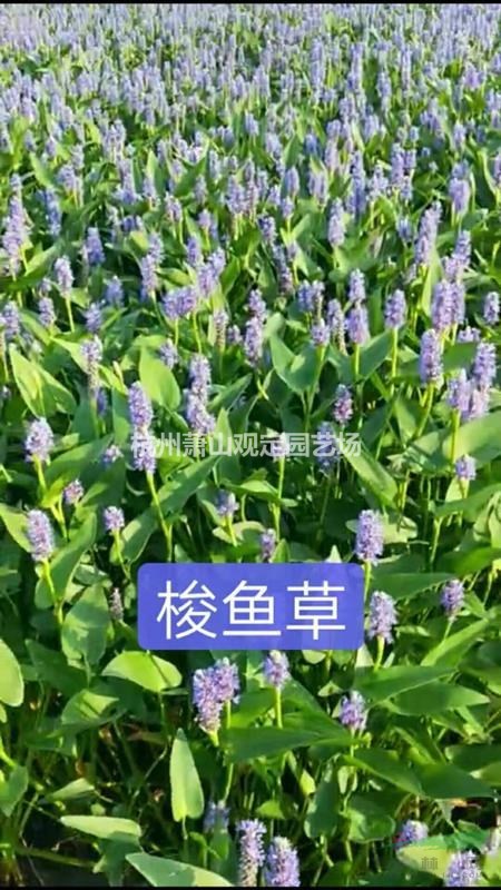 水生植物千屈菜、再力花、梭鱼草