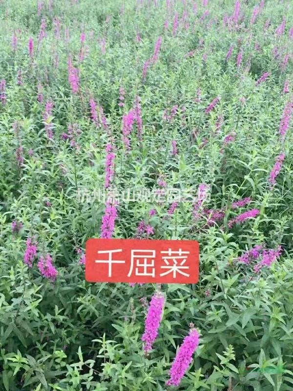 水生植物千屈菜、再力花、梭鱼草