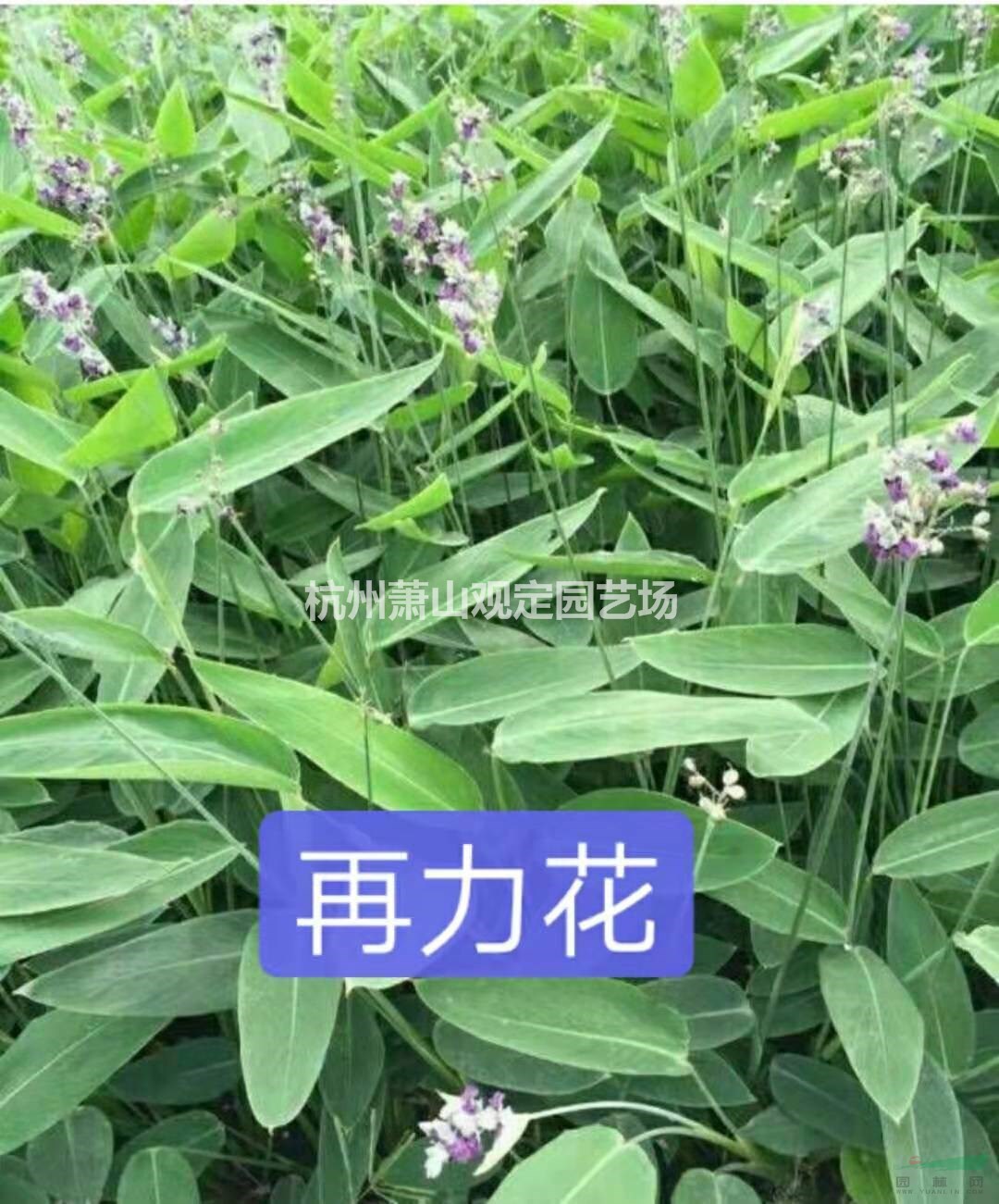 水生植物千屈菜、再力花、梭鱼草