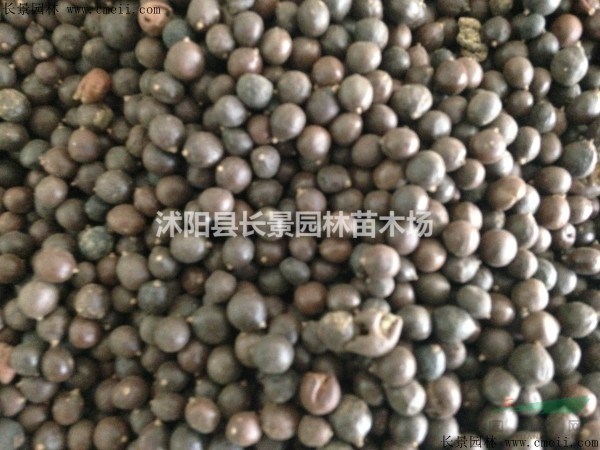 黃山欒樹種子多少錢一斤？