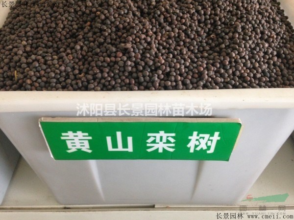 黃山欒樹種子多少錢一斤？