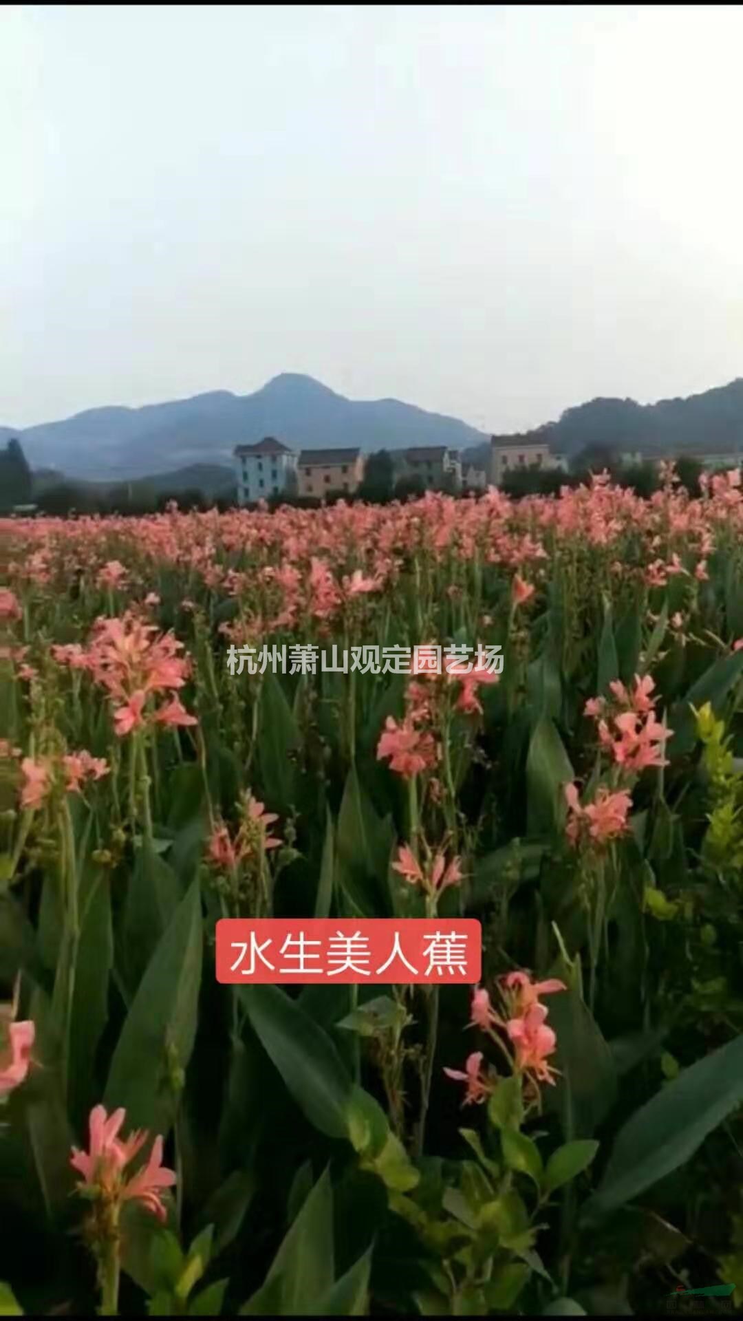 水生植物水生美人蕉、黄花菖蒲、黑三菱